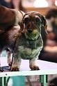 Crufts2011_2 1603